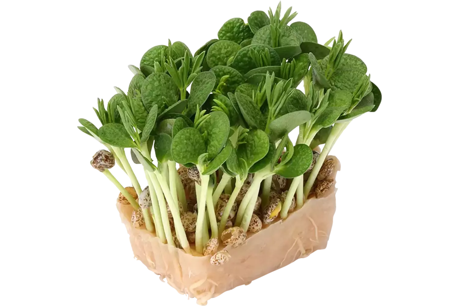 Lupine cress single kist 18 stuks